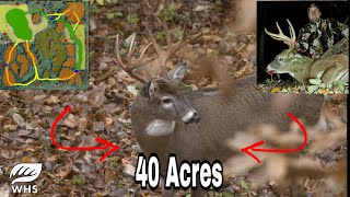 How To Design A 40 Acre Deer Hunting Parcel