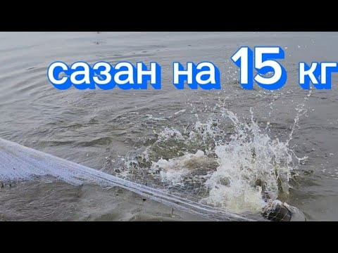 Видео: Сазаны на каждом забросе. кастинговпя сеть рыбалка в корее #fishing  #рыбалка