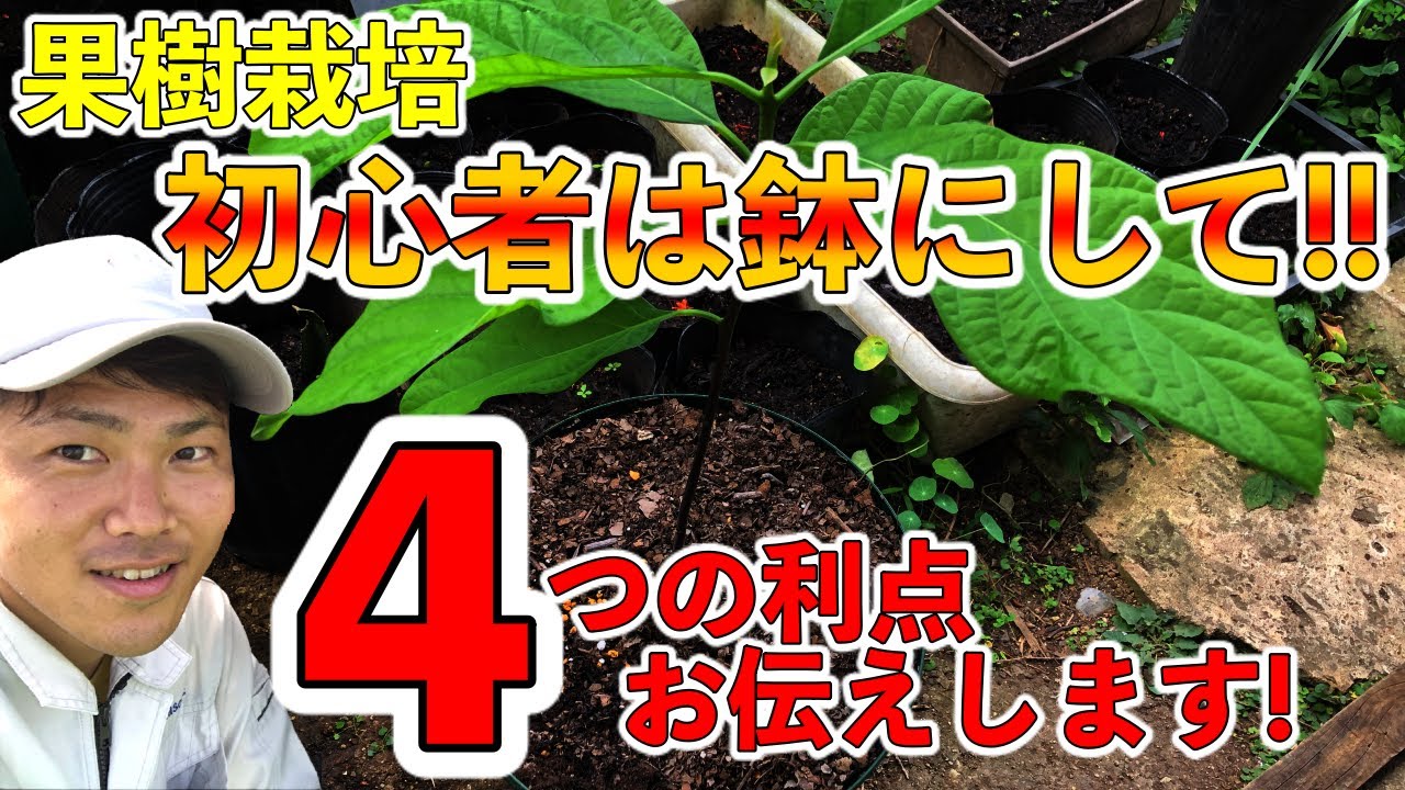 鉢植え栽培の4つのメリット 誰でもどんな果樹でも栽培できる Youtube