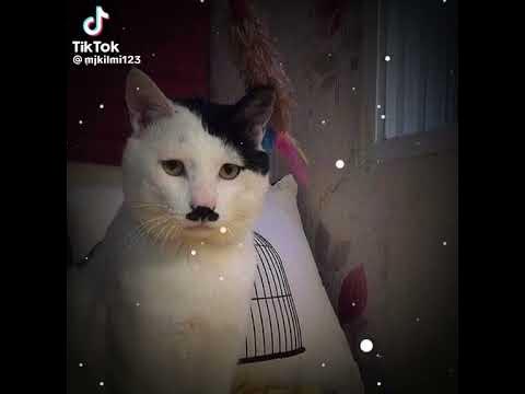 кот гитлер - YouTube