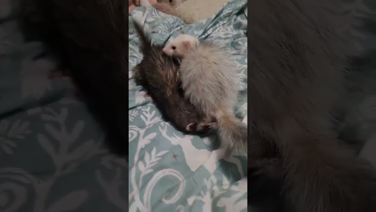Ferret Bath Aftermath