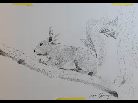 Video: Kuinka Helppoa On Piirtää Orava Pähkinällä Vaiheittain
