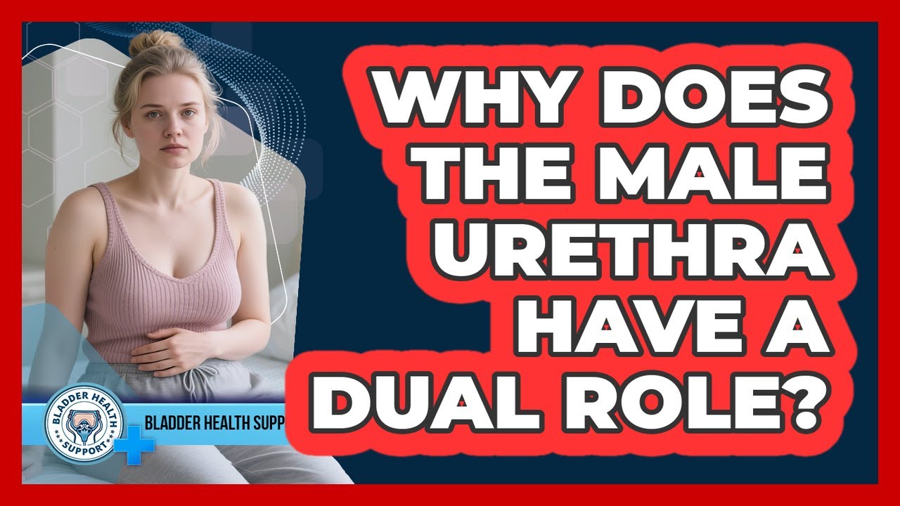 Why Does The Male Urethra Have A Dual Role? - Bladder Health Support