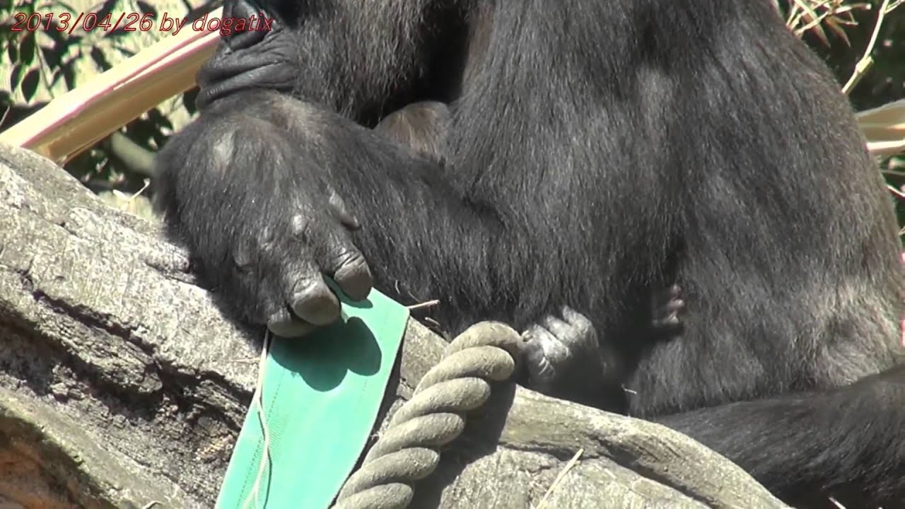 ゴリラのモモコ赤ちゃん無事出産 13 04 25 ニシローランドゴリラ 上野動物園 Japan 13 Tokyo Ueno Zoo Baby Gorilla Was Born Youtube