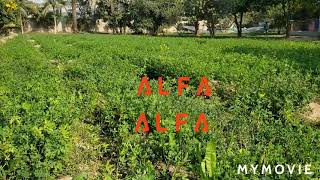 alfa alfa cultivation update after 40 days
