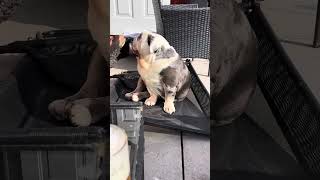 Rhino has broken his “sun lounger” 🤦🏽‍♀️🤦🏽‍♀️#viral #cute #youtube