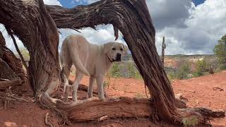 Cedar the High Desert Labrador's Weekend Camping Trip