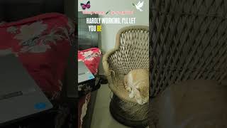 Record. Review. Improve. #SpeakLikeANative #CatLovers #VoiceModulation #AdoptDontShop
