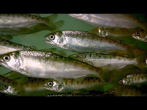 The Salmon Cannon is NOT a Weapon! Instructional Video