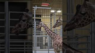 Giraffe Indoor Habitat Omaha, NE #africangiraffe #virtualtravel #zoo #giraffe