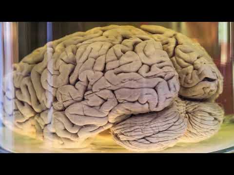 Video: Heydelberq adamının beyin ölçüsü nə qədər idi?