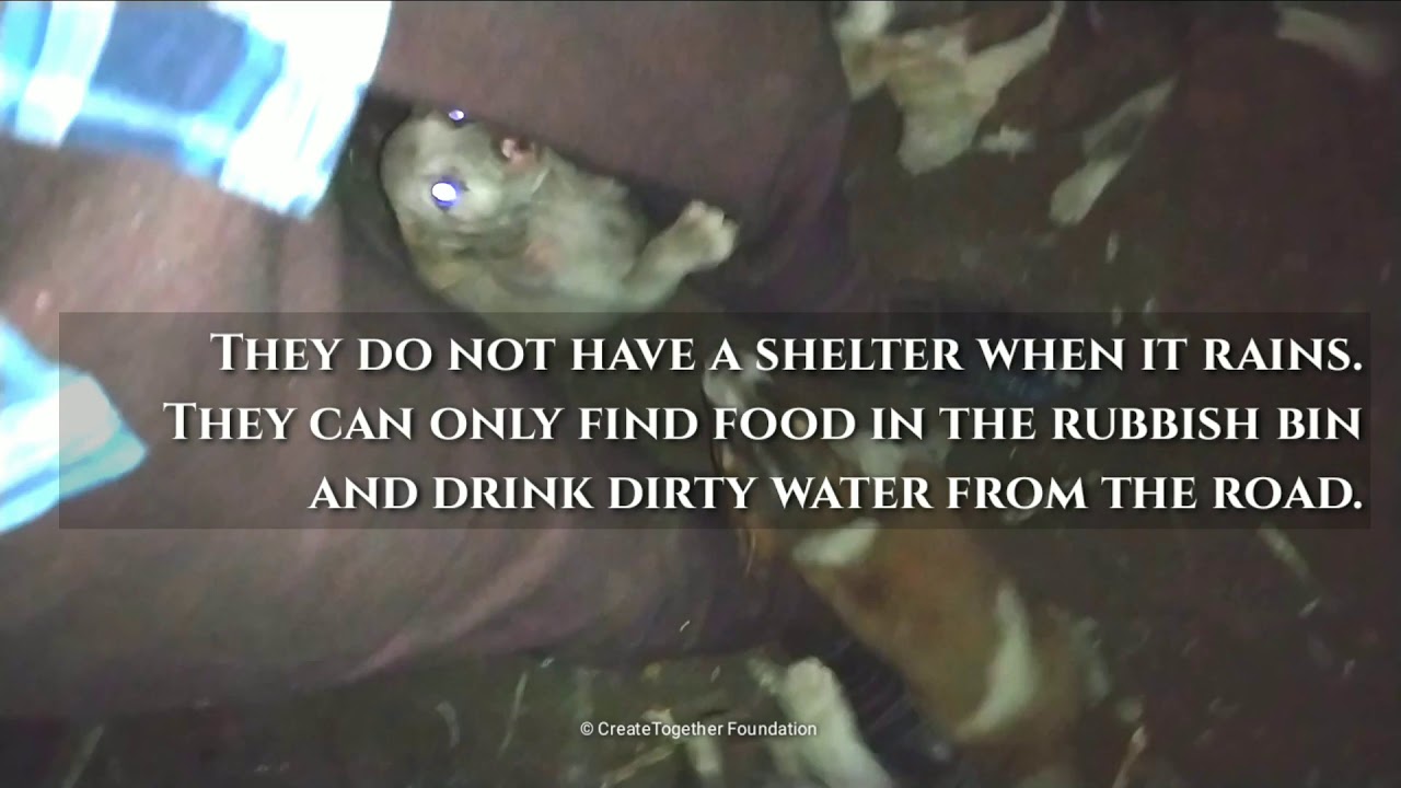 The Life of A Street Dog | CreateTogether Foundation