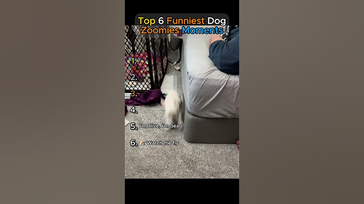 Top 6 Funniest Dog Zoomies Moments!