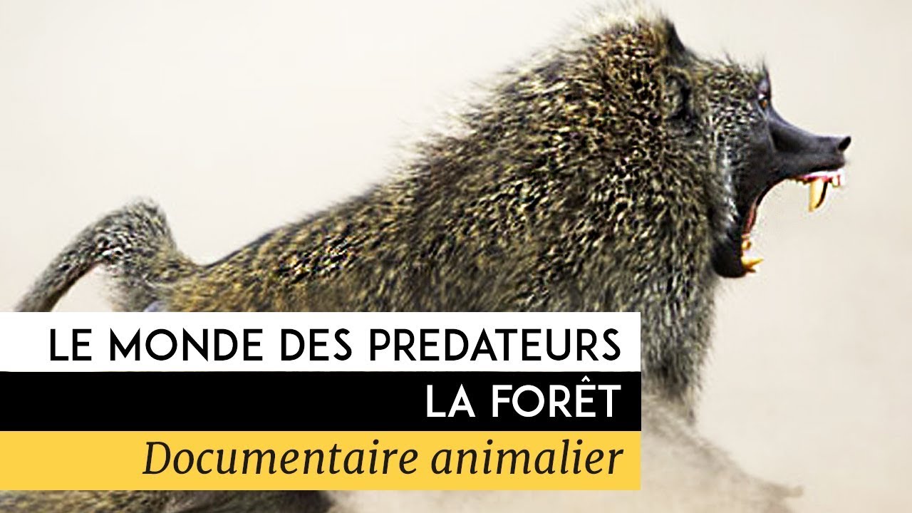 Le monde des prédateurs - La fôret - YouTube