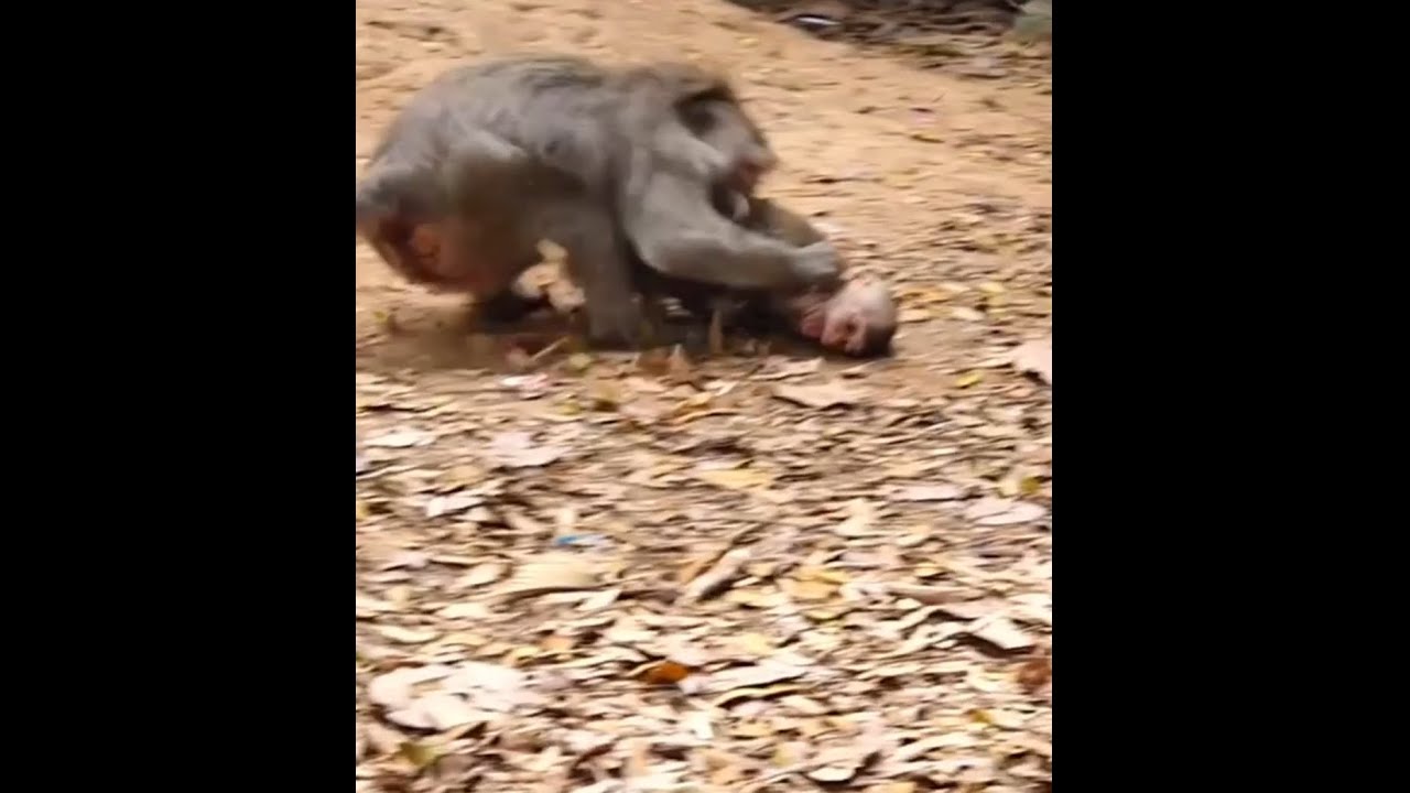 Help Me Monkey Mom help me! Poor baby monkey Rainbow got temper bite warn by big ...