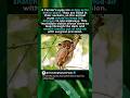 Facts About The Tarsier’s Eyes 👁️🐵 #Wildlife #funfacts