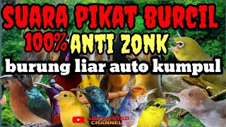 SUARA PIKAT BURUNG KECIL ANTI ZONK?? Suara burung ribut #suarapikatburungkecil #suaraburung #burung