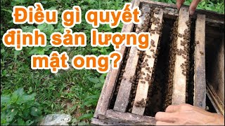 Điều gì quyết định sản lượng và chất lượng mật ong?