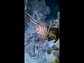 Night Diving for Lobsters and Octopus – Ocean Harvest Livestream
