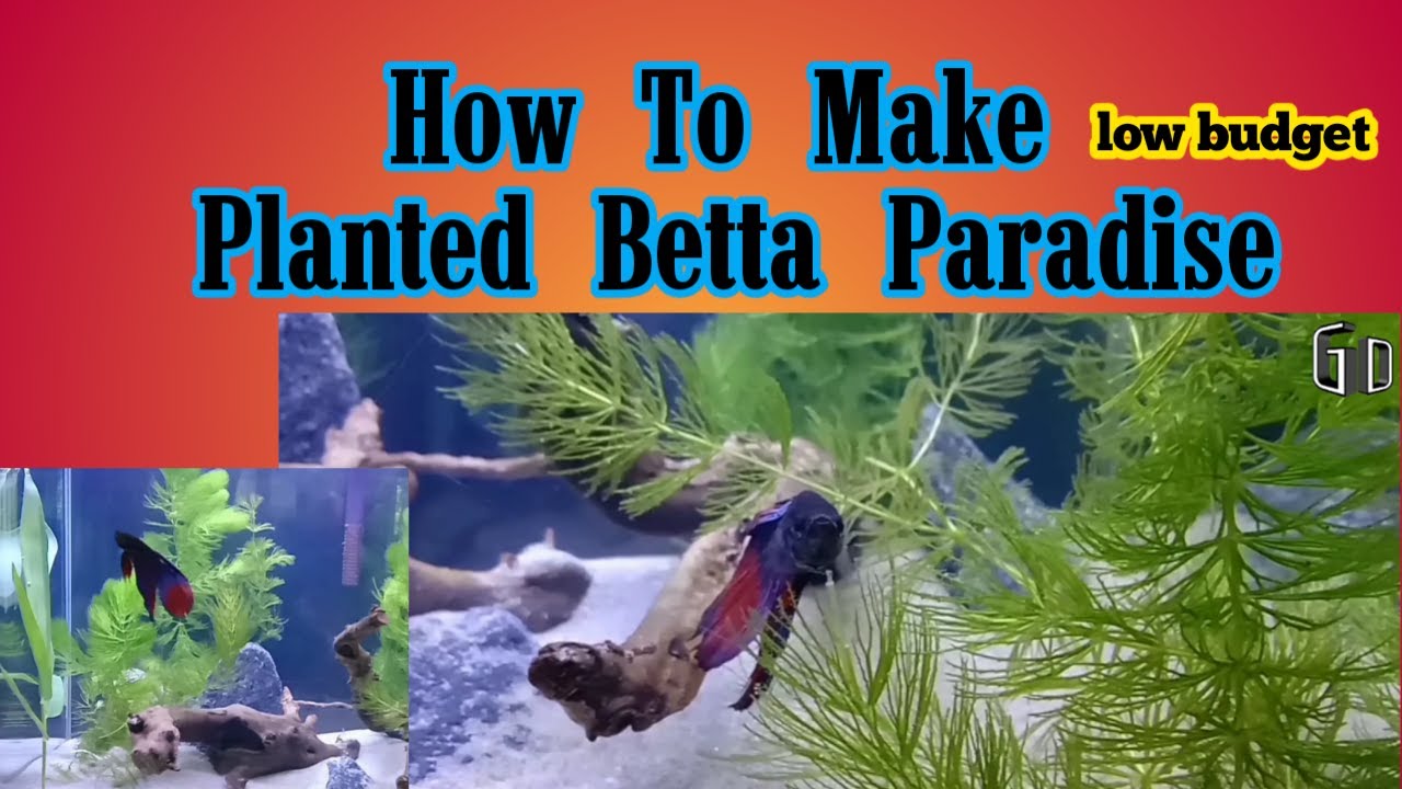 How To Make Planted Betta Paradise Gundumani da
