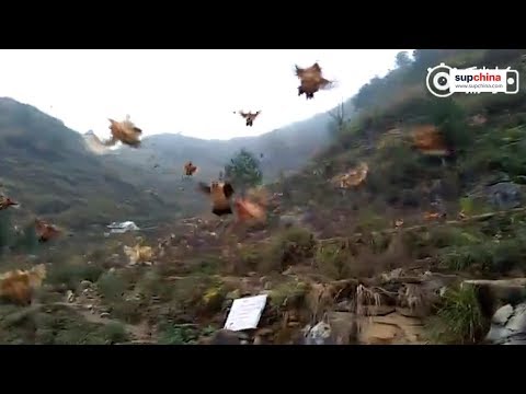 Vídeo: App Do Dia: Chickens Can't Fly