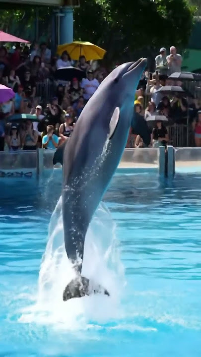 ingin terbang gak ada sayap#fypviral #animals #fypyoutube
