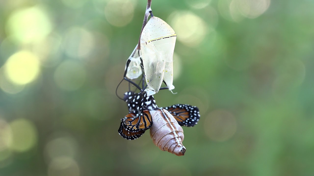 Chrysalis to Butterfly YouTube