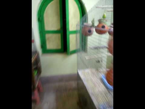 Budgie progress July17,Lovebirds update Budgie progress July17,Lovebirds update