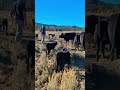Tagging cows