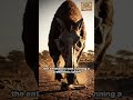 The Hell Pig — Earth's Most Aggressive Prehistoric Predator