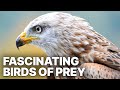 Fascinating Birds Of Prey Wildlife Documentary 