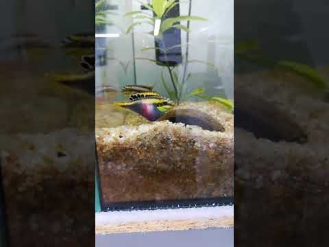 Пельвикахромис пульхер (Pelvicachromis pulcher)