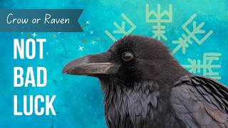 Raven and Crow Spirit Animal | The Real Reasons They Keep Crossing Your Path Crow Symbolism Transformation Why They Keep Crossing Your Path