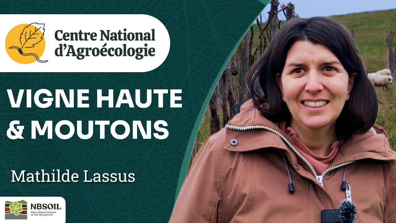 Vignes à 1,70 m et brebis : une viticultrice réinvente son domaine dans le Gers, M. Lassus - CNA