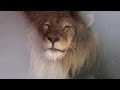 Leeuw verhuist via Schiphol naar Afrika