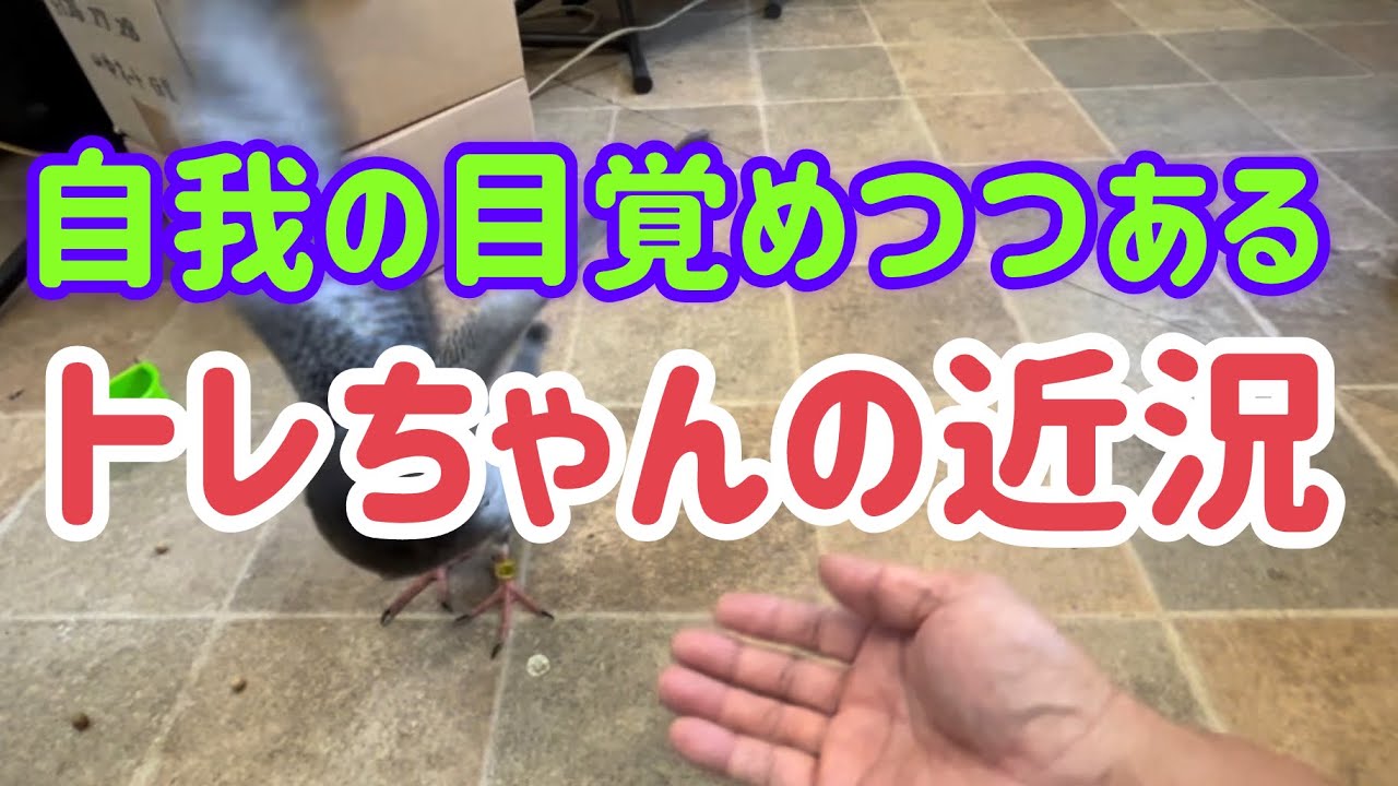Invincible Tore-chan GT Gets a Diaper! The Episode - YouTube