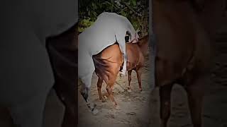 Animals Mating  / Horse Mating 🔞 Donkey mating