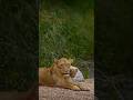 Lioness with her cute tiny cub #lion #shorts
