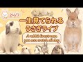【24時間LIVE】大家族うさぎの日常がこんなに癒やし｜毎日が違う🐰