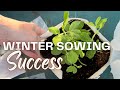 Winter sowing success😄results of cold seed starting method