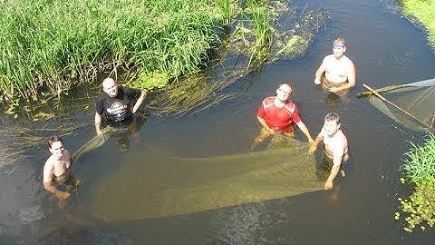 Kinh hoàng ! ổ cá khủng trong đám lục bình trên sông | bắt cá chúa trong lục bình | THÚ VUI MIỀN TÂY