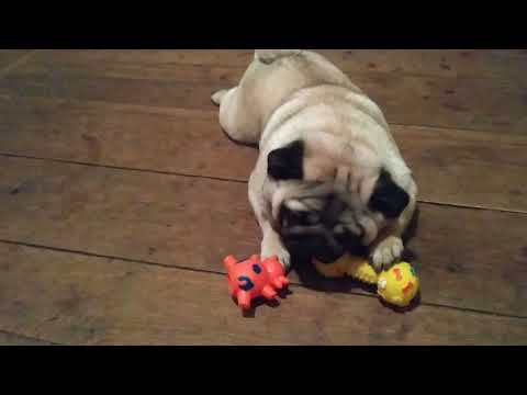 funny-games.-pug.-dog.-toys-valentine's-day.-valentine's-day.