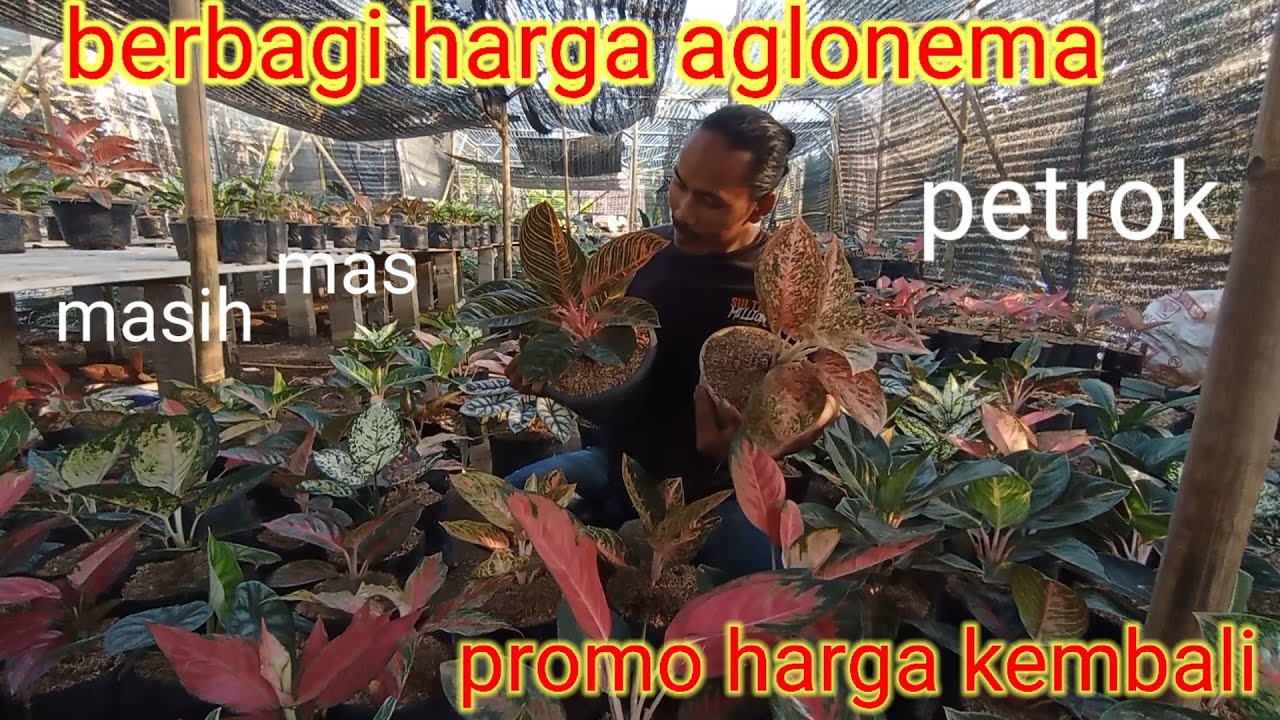 berbagi harga bunga aglonema &promo harga