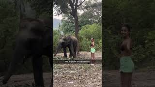 Elephant Chose Violence