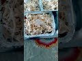 Making lasagna in my home  🏡