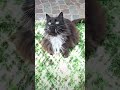 Trop belle Sissi aujourd'hui 🐱 🥰 #cat #chat #videodrole #MissSissiEliott
