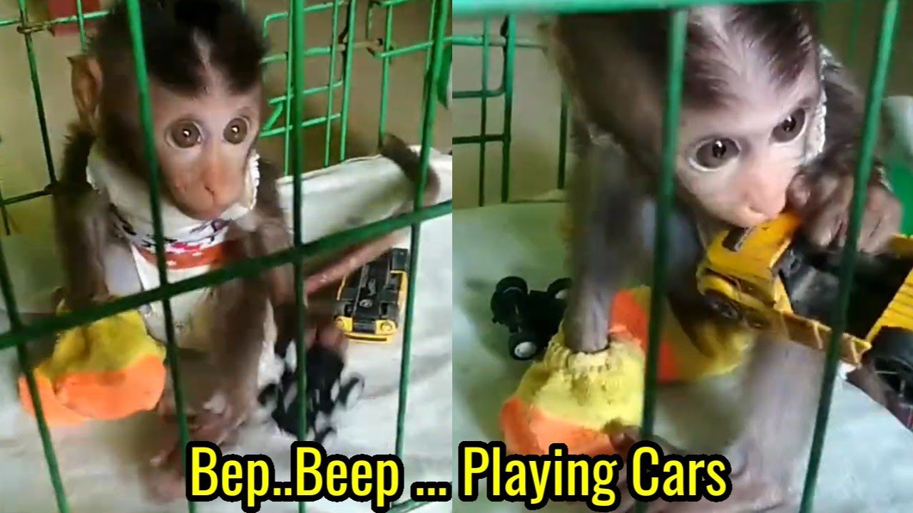 Baby Monkey Pimpim Playing Car Toys, so funny