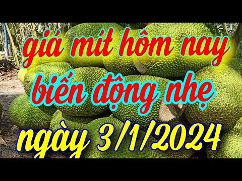 giá mít hôm nay ngày 3/1/2024