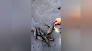 Рыбалка на таежном озере 