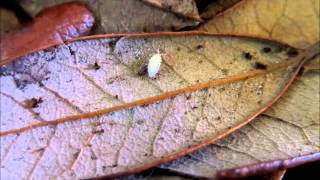 Culturing Dwarf White Isopods A Quick Guide